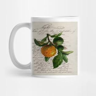 scripts Shabby French botanical print mandarin orange Mug